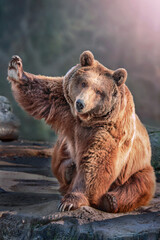 Wall Mural - big brown bear sitting and waving