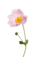 Wall Mural - Japanese anemone flower