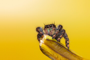 Jumping Spider  Phidippus audax