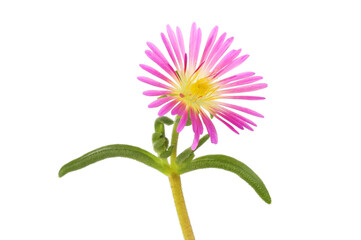 Wall Mural - Delosperma flower and foliage