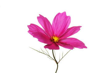 purple cosmos flower