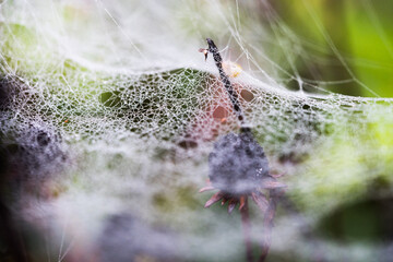 spider web with dew drops