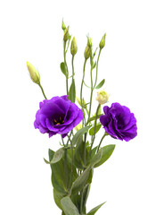 Wall Mural - A branching stem of dark purple lisianthus isolated on white background