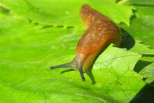 Brown Slug Crawling On Grape Leaves