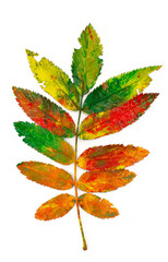 autumn fall leave painted with gouache in red yellow green orange colors isolated on white backgroun