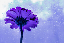Violet And  Blue Gerber Daisy With Window Glass Covered With Raindrops