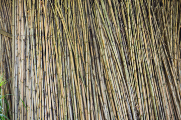  Many bamboo logs together on a wood texture background