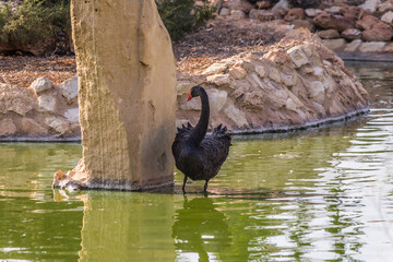 Poster - The black swan (Cygnus atratus) is a large waterbird, a species of swan which breeds mainly in the southeast and southwest regions of Australia. The black swan's preferred lakes, swamps and rivers.