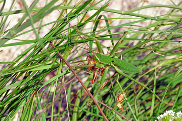 Sticker - Lesser Predatory Bush-cricket in northern Greece / Sägeschrecke (Saga campbelli) Nordgriechenland