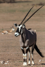 Gemsbok (Oryx Gazella), Kgalagadi Transfrontier Park