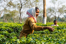 Women Picking Tea From The Tea Plants On A Tea Plantation, Assam, India