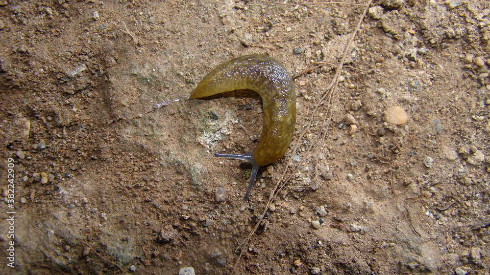 Photo Stock slug crawling on wetlands stump Tentacle of shell-less ...