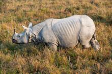 Indian Rhinoceros (Rhinoceros Unicornis), Kaziranga National Park, Assam, India