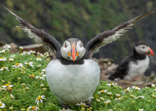 Puffin Flapping In The Rain On Skomer, Wales, United Kingdom
