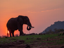 An Adult African Bush Elephant (Loxodonta Africana) At Sunset On The Shore Of Lake Kariba