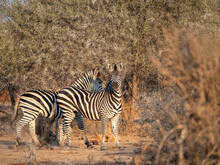 Adult Plains Zebras (Equus Quagga), In Save Valley Conservancy