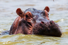 Hippopotamus (Hippopotamus Amphibius), Lake Jipe, Tsavo West National Park, Kenya