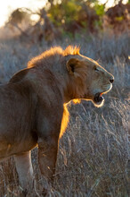 One Young Male Lion (Panthera Leo) In The Bush, Taita Hills Wildlife Sanctuary, Kenya