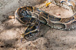 © robertharding - African rock python (Python sebae), Tsavo East National Park, Kenya