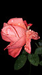 Regentropfen auf einer rosa Rose