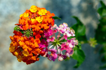 Wall Mural - Variegated Lantana 7