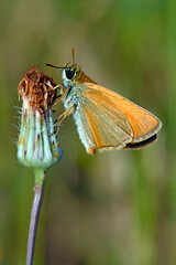 Canvas Print - Essex skipper // Schwarzkolbiger Braun-Dickkopffalter (Thymelicus lineola)