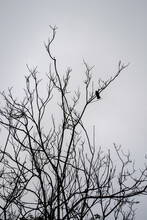 Vertical Shot Of A Bird Perched On Dry Branches Of A Tree Isolated On A Grey Background
