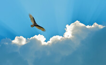 Turkey Vulture Soars High Against A Dramatic Sky.