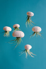 Air Plants Tillandsias In Sea Urchin Shells