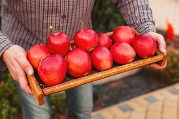 Wall Mural - Fresh ripe organic red apples in a wooden box in male hands. Autumn harvest of red apples for food or apple juice on a garden background. Harvesting fruits. Healthy food