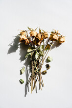 Dead Flowers On Neutral Background