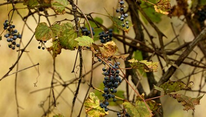 The wild vine with grapes in Wisconsin  state conservation area