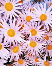 Pink Flowers Daisy 35mm Film