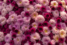 Bunch Of Pink Flowers