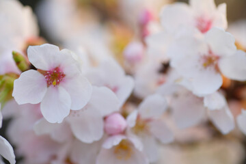 Canvas Print - 桜の花