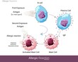 Mechanism of Human allergic reaction caused by a foreign substance or Allergens like pollen grain which are harmless but lead to hypersensitivity and activation of Mast cell degranulation vector eps