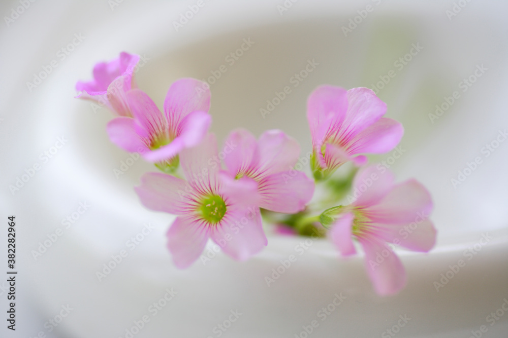 小さい花のオキザリス の Stock フォト | Adobe Stock