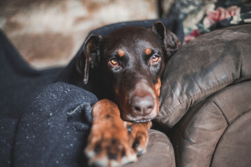 Wall Mural - A doberman dog cuddles on the couch under a wooden blanket