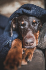 Wall Mural - A doberman dog cuddles on the couch under a wooden blanket
