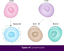 Vector  Of Types Of Lymphocytes In The Immune System  Cytotoxic T Cell,  Helper T Cell, B Cell, And Plasma Cell And Memory Cell