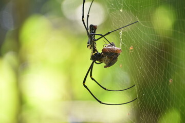 spider on the web