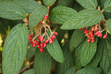 Wall Mural - Viburnum rhytidophyllum with red berries on branch. Viburnum bush on autumn