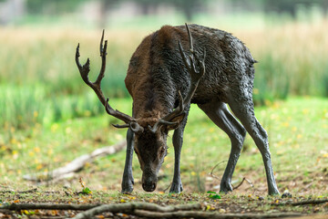 Canvas Print - Red Deer in the forest during the rut season