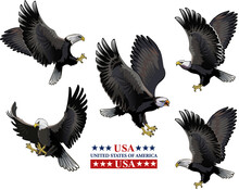 American Bald Eagle. Vector
