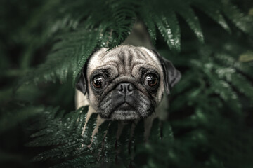 Cute Pug in moody green farn