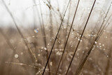 Fototapeta Dmuchawce - Dew on the grass in the morning sun.