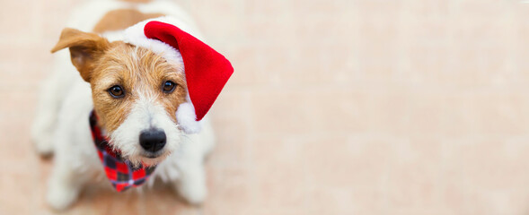 Wall Mural - Happy cute jack russell terrier santa christmas holiday pet dog puppy smiling, listening. Web banner with copy space.