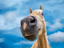 Brown Funny Horse Portrait