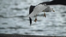 Beautiful Seagull Bird Taking Off And Flying Away. Birds With Large Wings Soaring In Slow Motion Shot