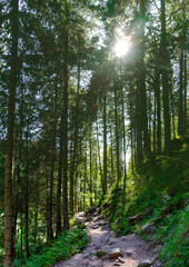 Poster - SAMBATA DE SUS, ROMANIA - Aug 30, 2020: tourists on a path in the woods in Fagaras mountains